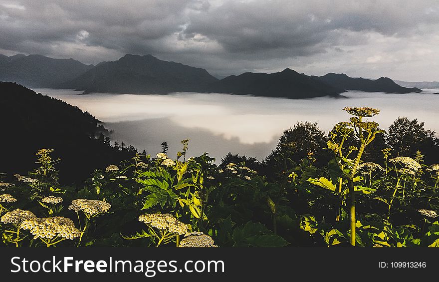 Photography of Green Leaf Plants With Mountain As Background
