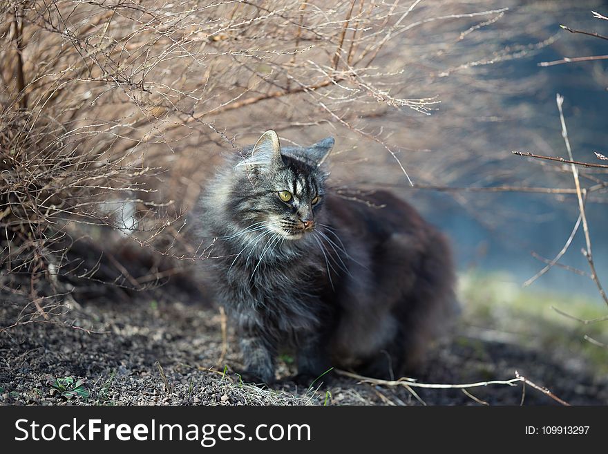 Photo of Cat Beside Leafless Plant