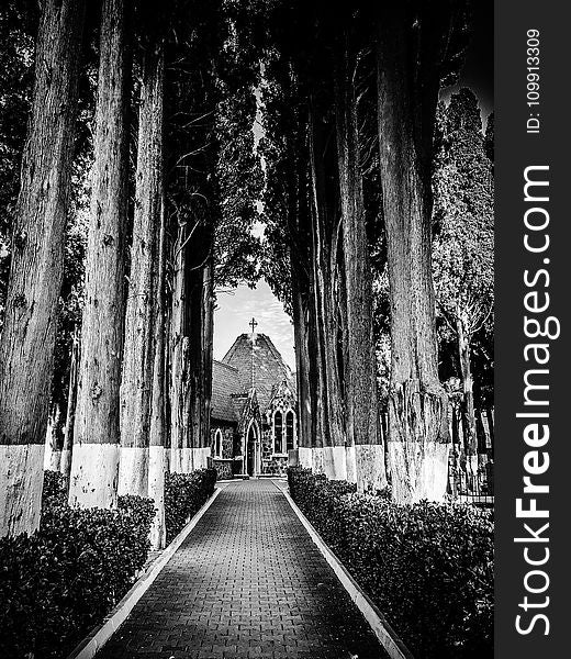 Pathway Through Cathedral Surrounded by Trees in Grayscale Photography