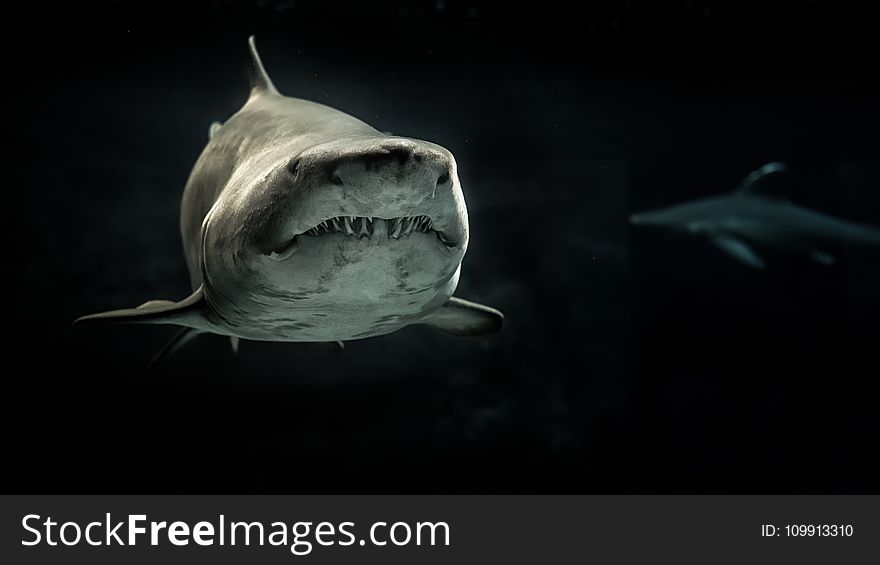 Selective Photo of Gray Shark