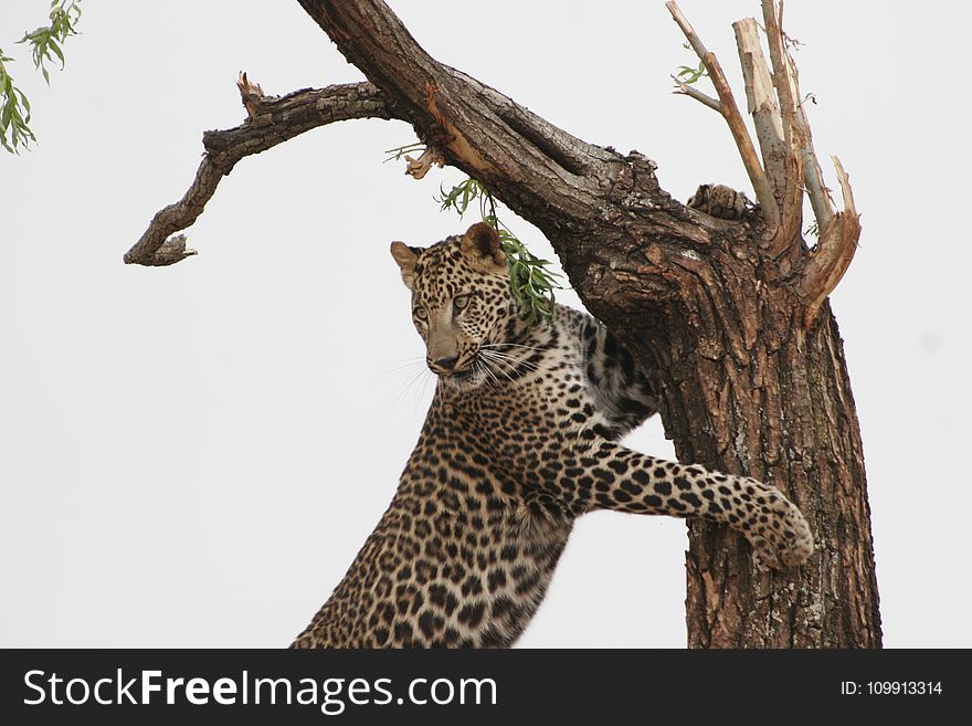 Leopard Leaning on Tree