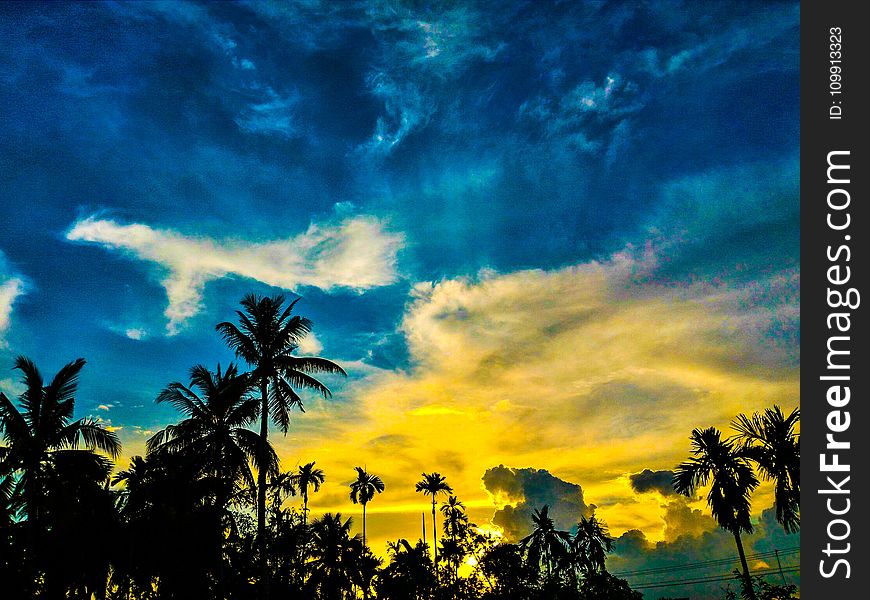 Silhouette of Palm Trees Under Blue and Yellow Sky