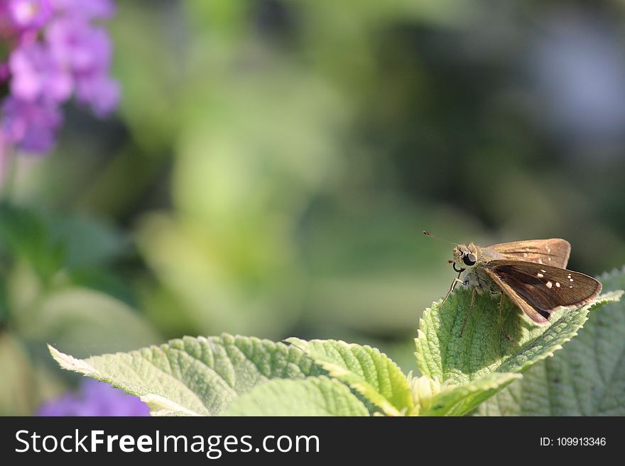 Brown Skipper Moth Perched on Green Leaf