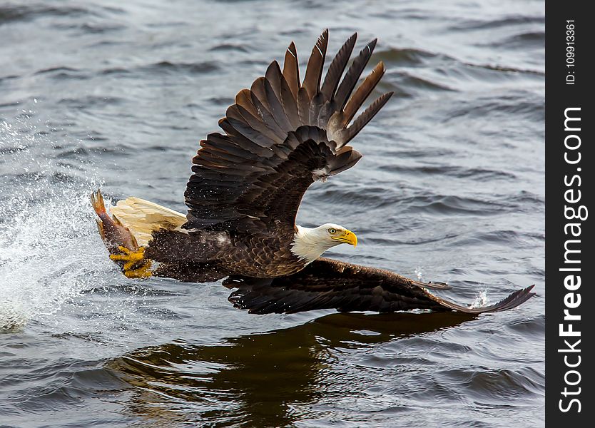 Bald Eagle over the Body of Water
