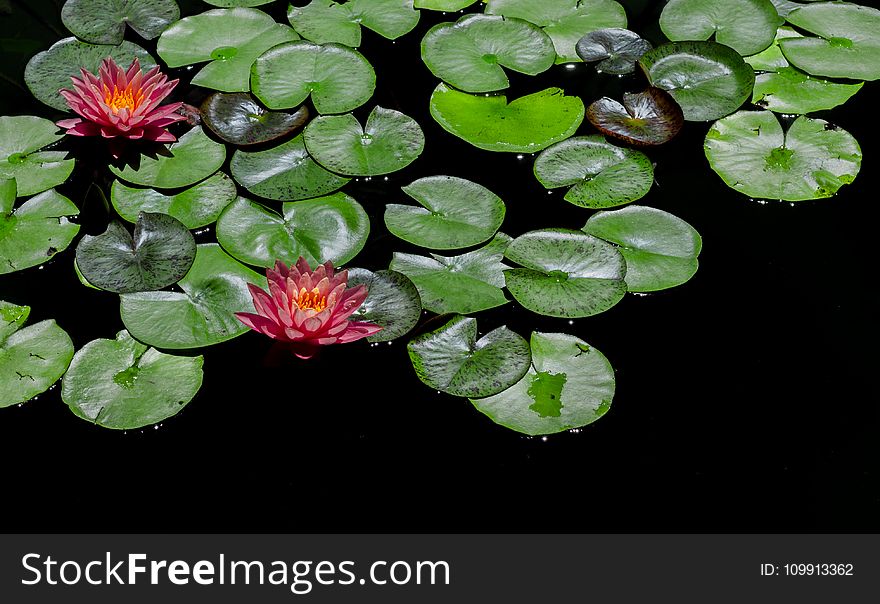 Red-and-green Lily Pads Focus Photography