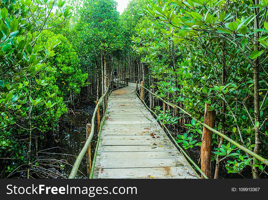 Brown Wooden Bridge Beside Green Leafy Trees