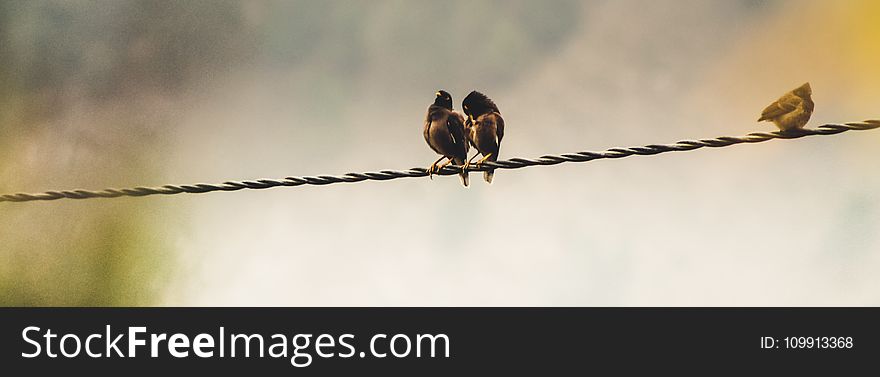 Several Birds Perching on Cable