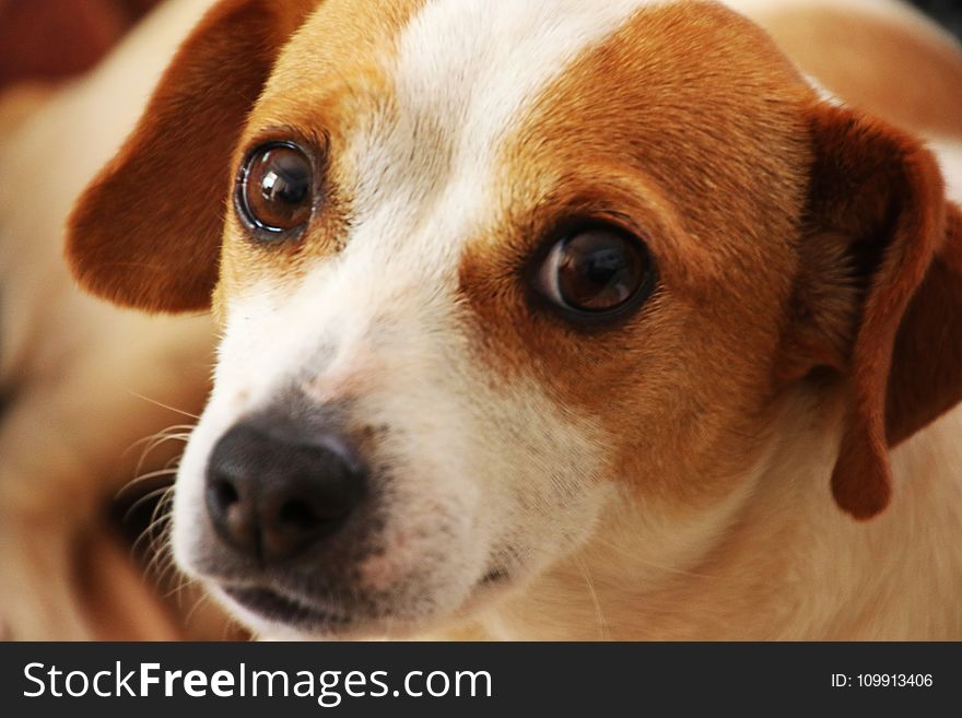 Close Up Photo of Short-coated Brown and White Dog