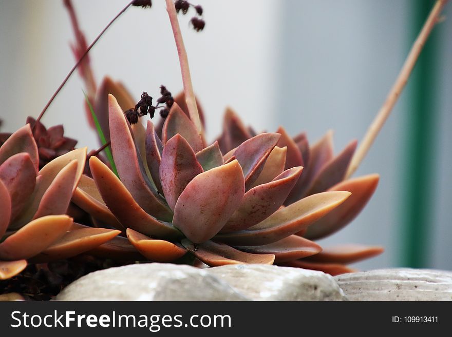 Red Succulents