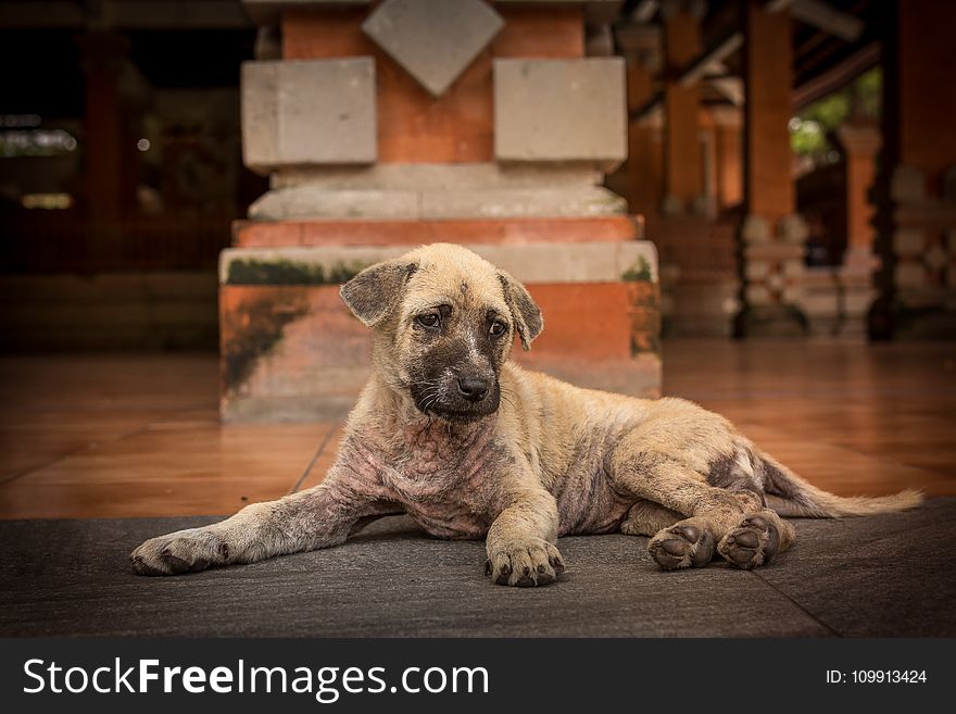 Short-coated Brindle Puppy Lying on Floor