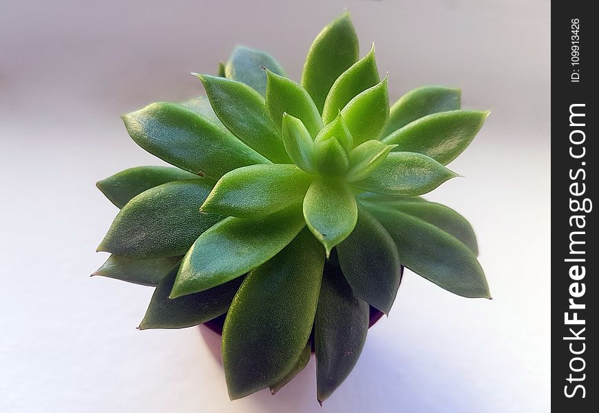 Green Succulent With Brown Pot