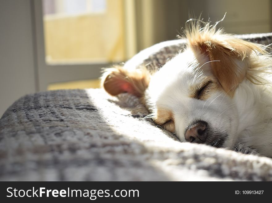 Closeup Photography of Adult Short-coated Tan and White Dog Sleeping on Gray Textile at Daytime