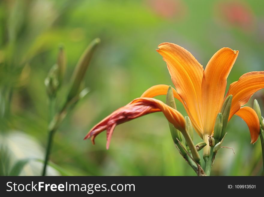 Close-up Photo of Orange Petal Flower