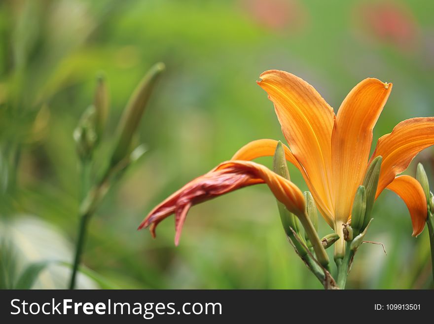 Close-up Photo Of Orange Petal Flower