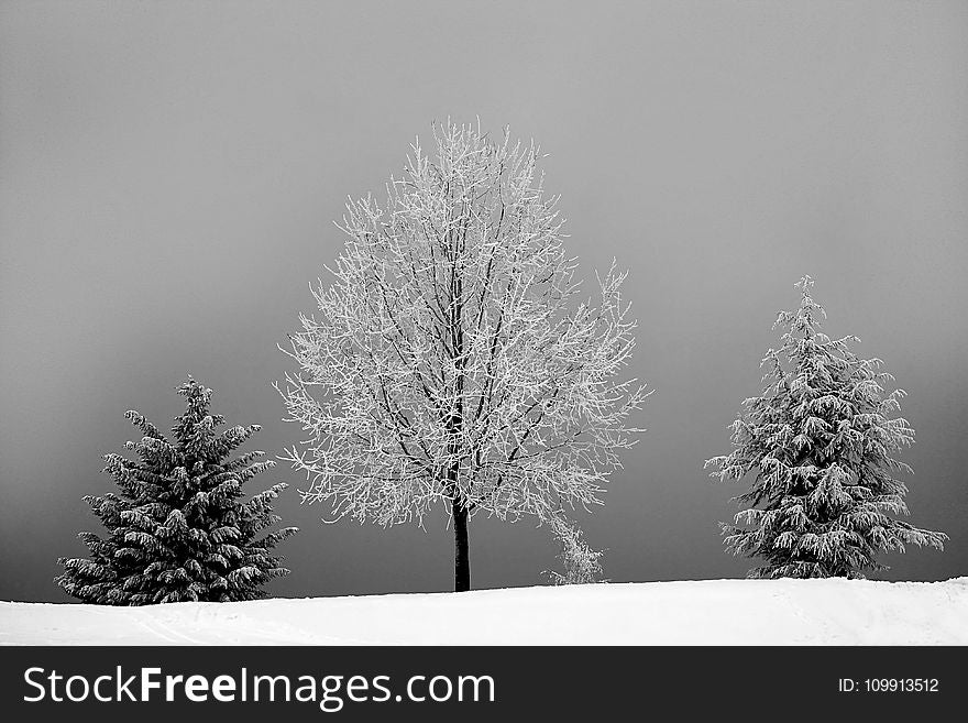 Grayscale Photo of Bareless Tree Between Tree With Snow