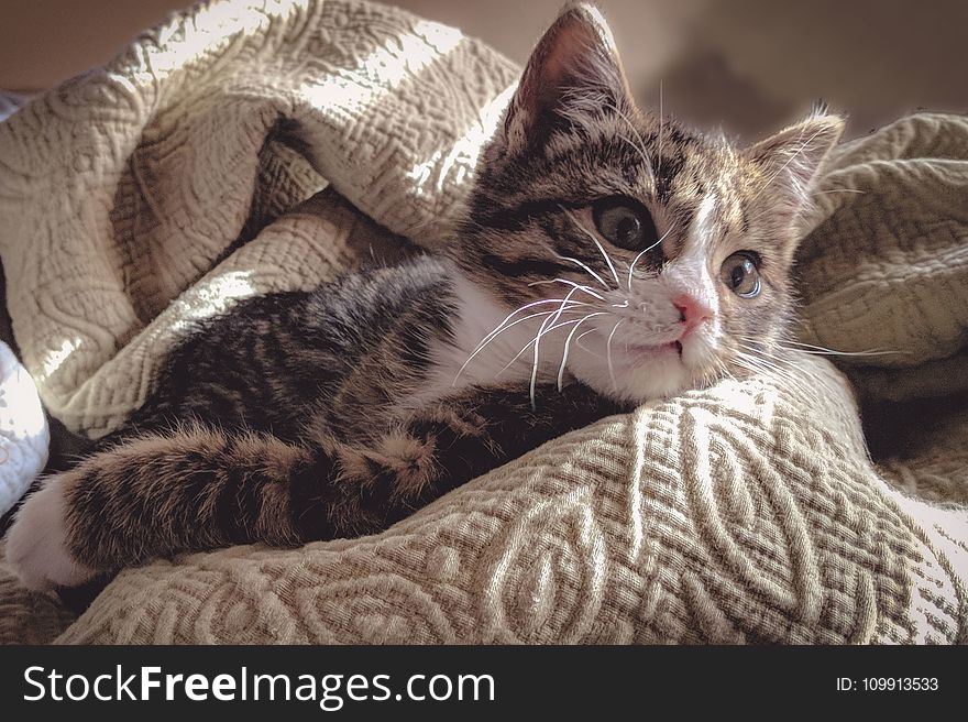 Brown Tabby Cat Lying Down on Gray Bed Sheet