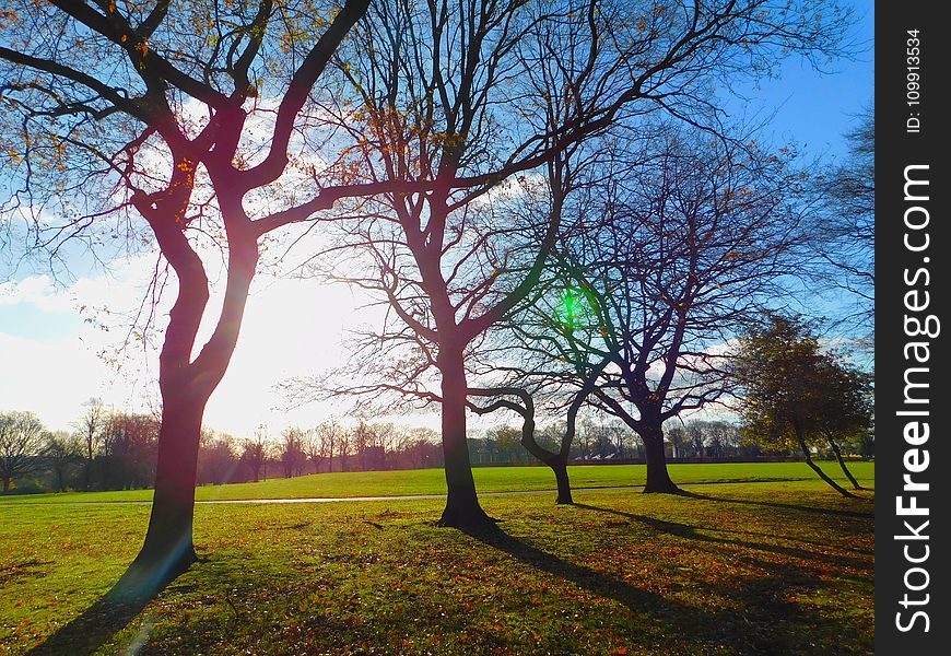 Bare Trees