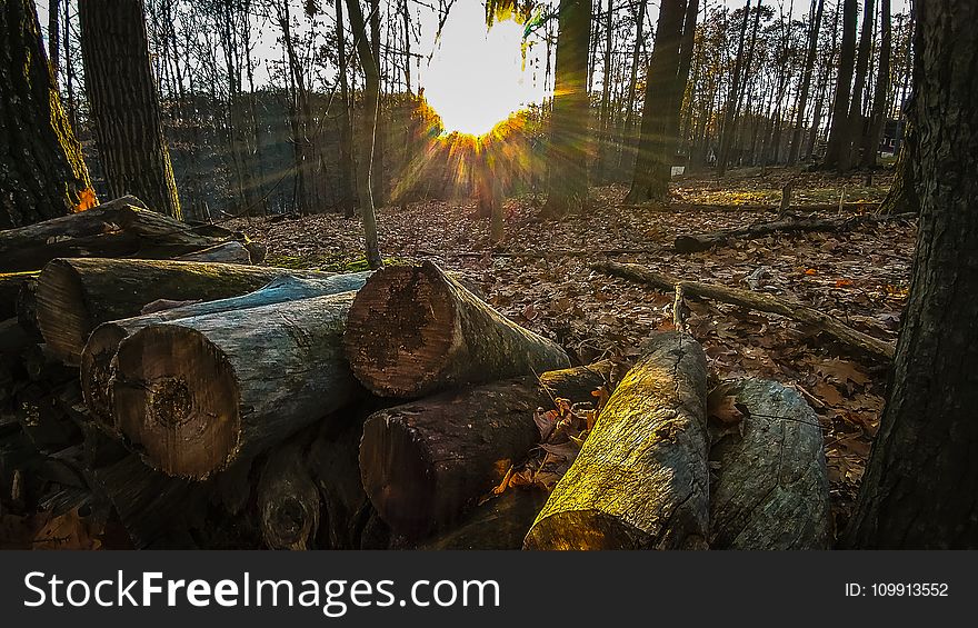 Pile Of Tree Trunks On Top Of Dried Leaves