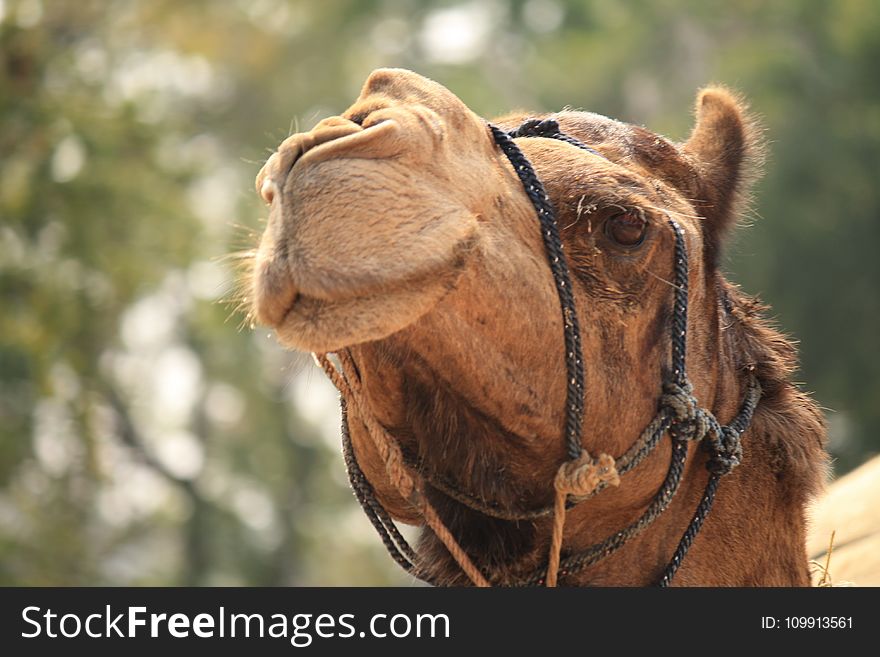 Brown Camel Photography
