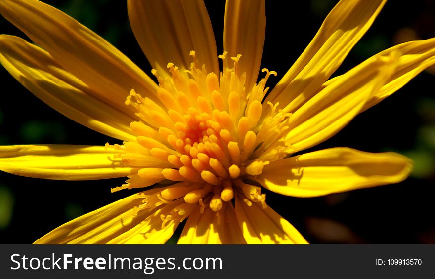 Yellow Flower Photo