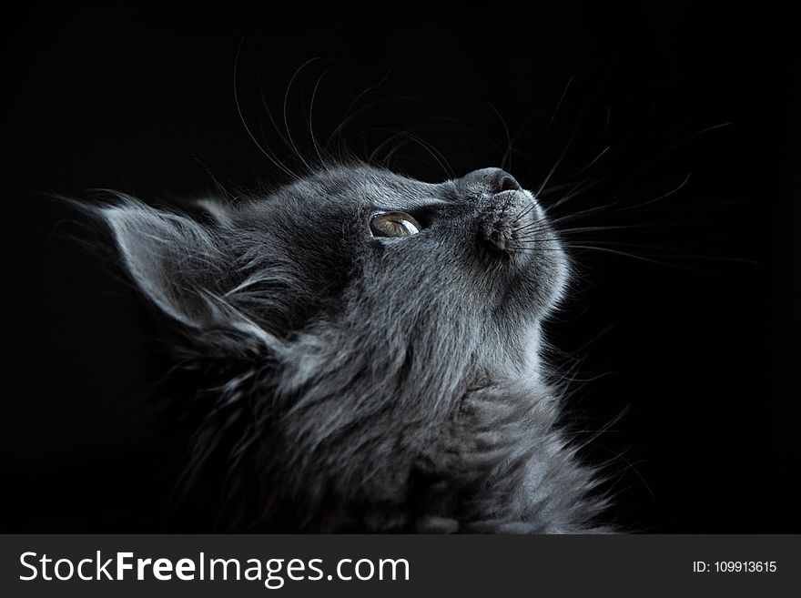 Photo of Gray Cat Looking Up Against Black Background