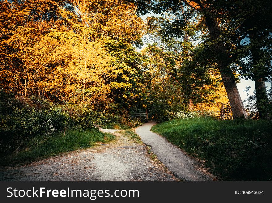Pathway Surrounded by Trees