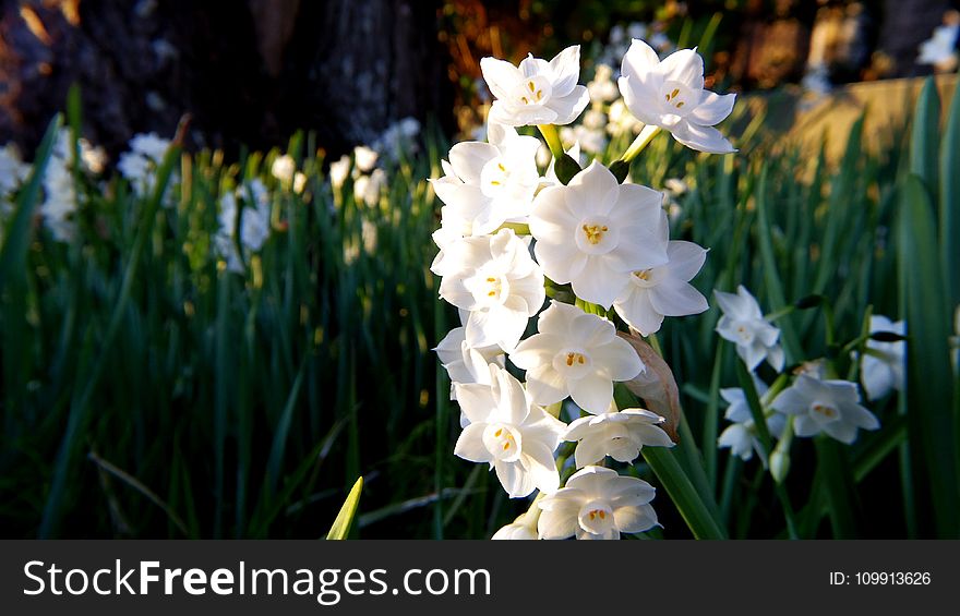 White Daffodil Flowers in Closeup Photography