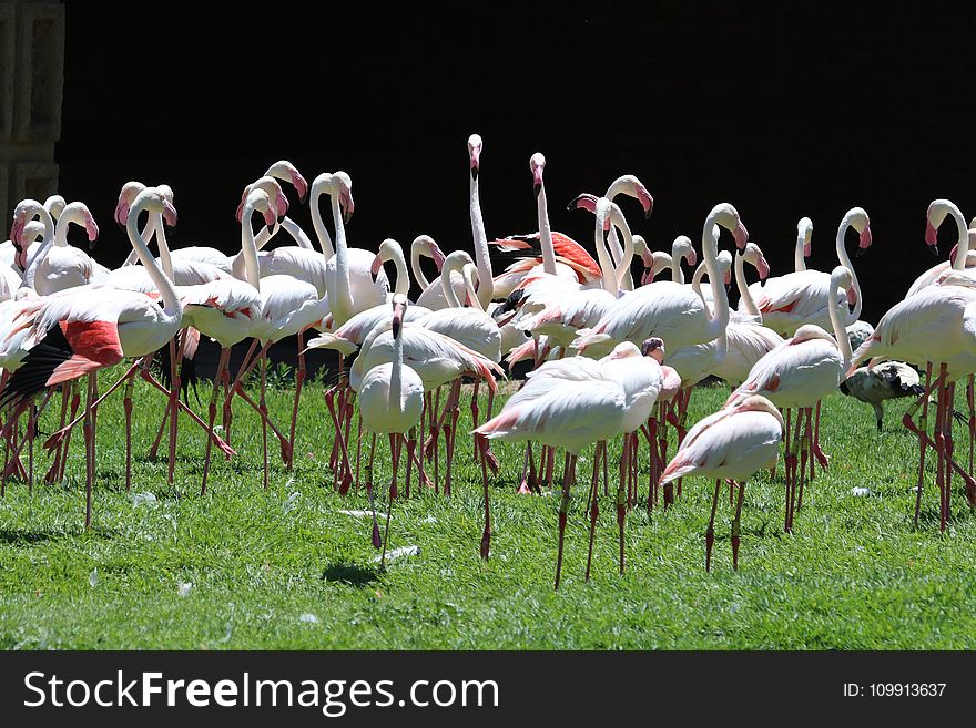 Flock of White Flamingoes