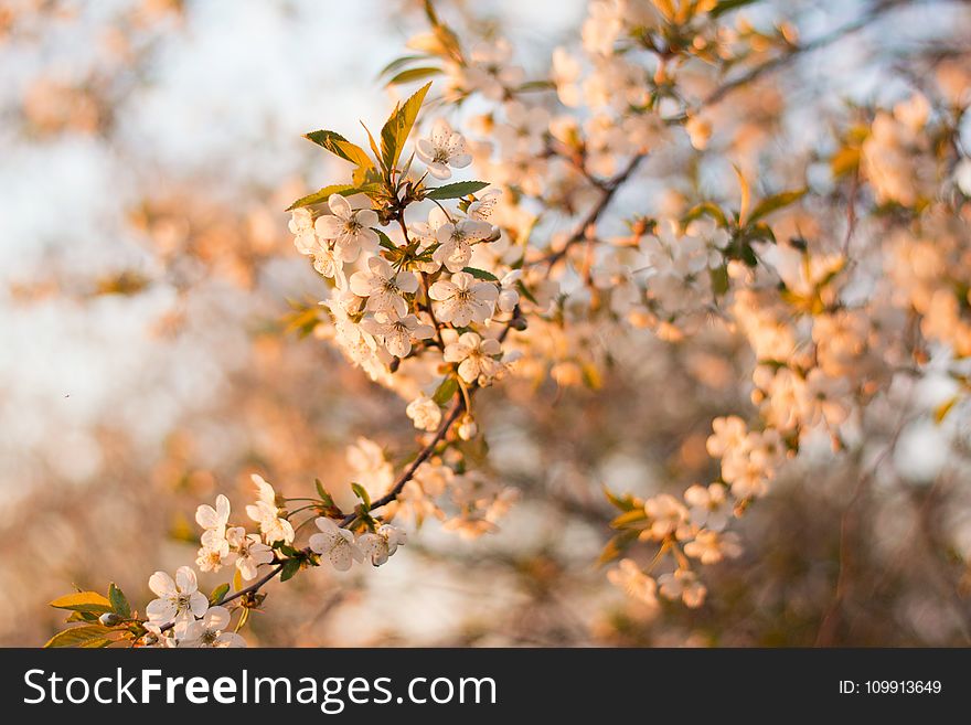 Selective Focus Photography of White Cherry Blossom Flowers