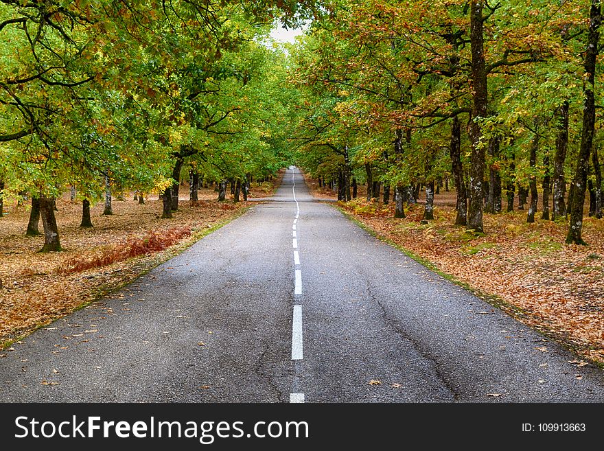 Grey Concrete Road in the Middle of Dried Leaves