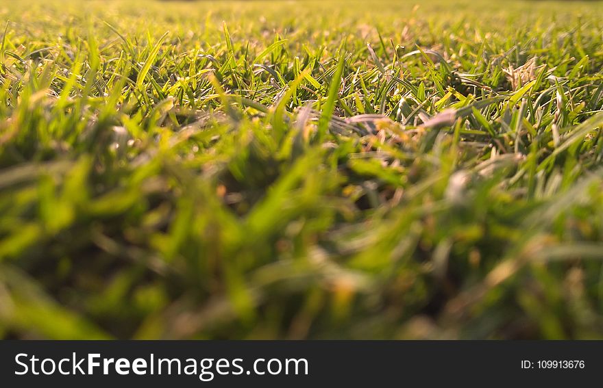 Green Grasses In-close Up Photography