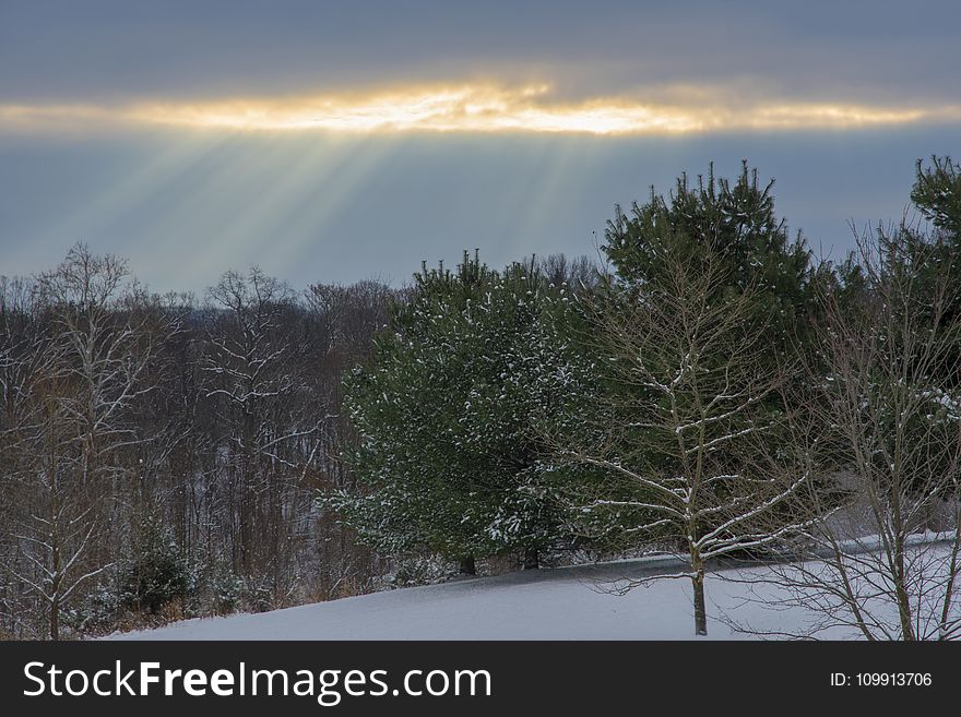 Landscape Photography Of Snowy Forest