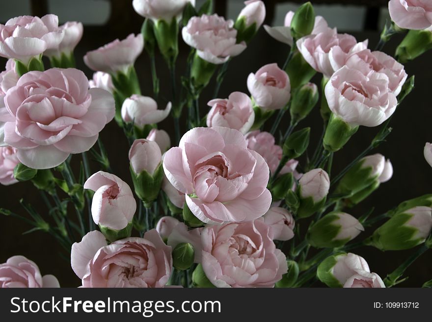 Focus Photography of Pink Flowers