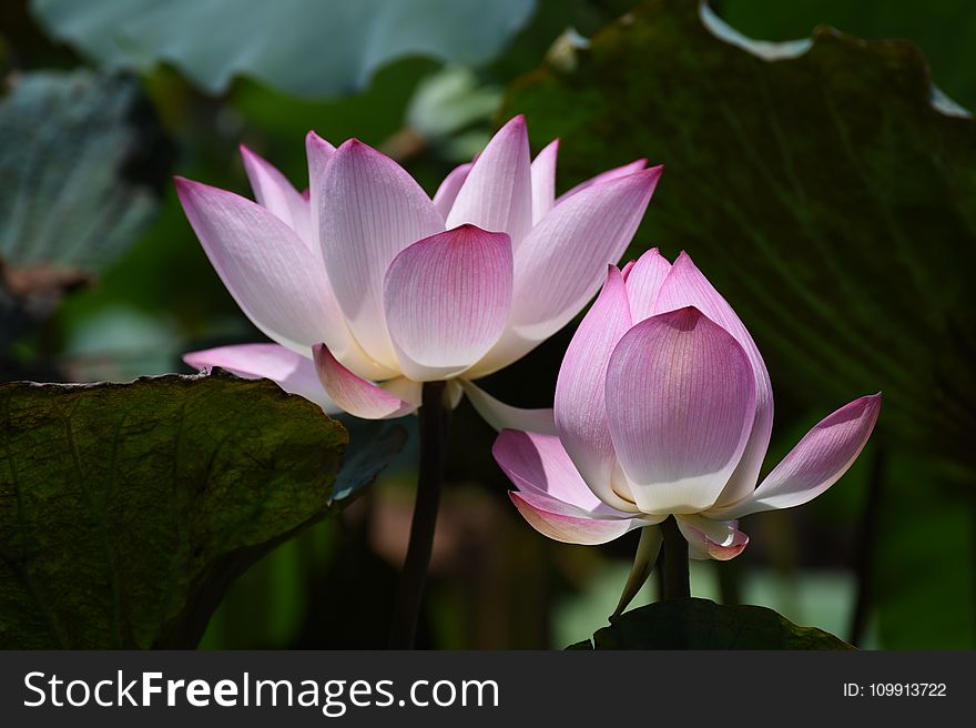 Photography of Lotus Flowers in Bloom