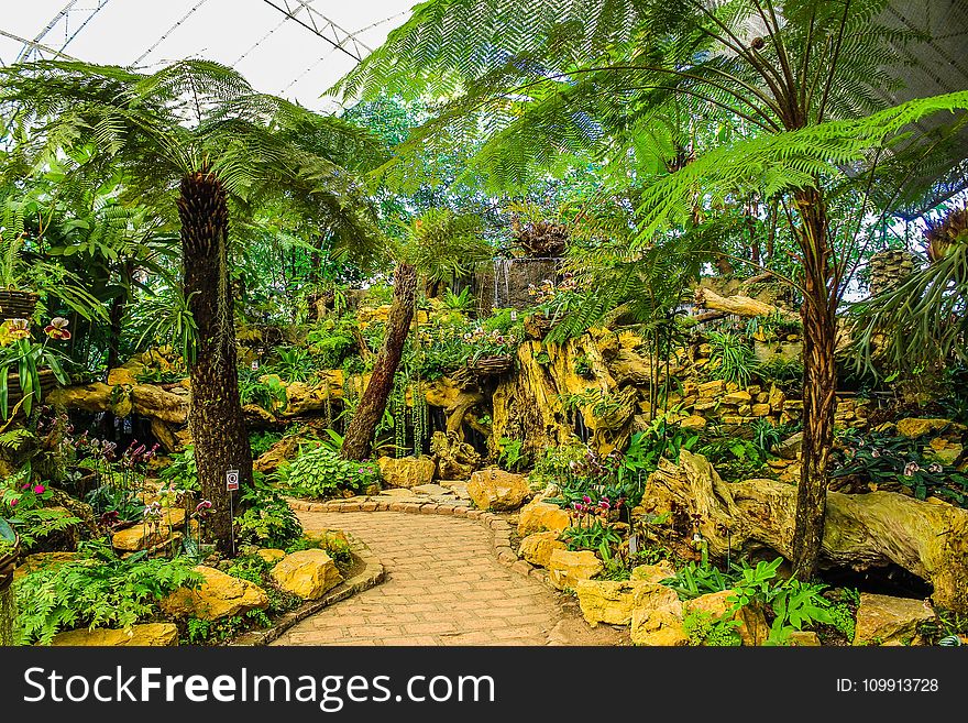 Assorted Green Plants And Trees