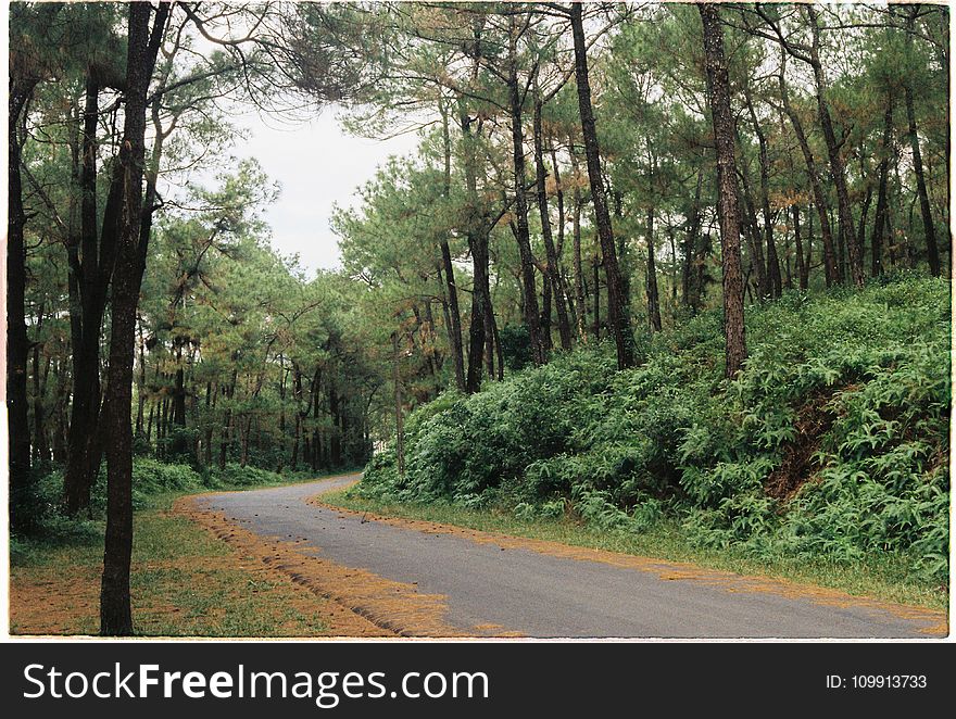 Photography Of Road Between Forest