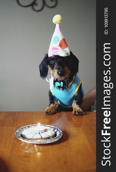Black and Brown Long Coated Dog Birthday