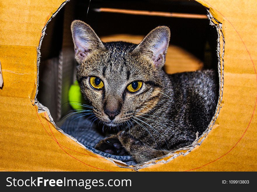 Brown Tabby Cat Inside Cardboard Box