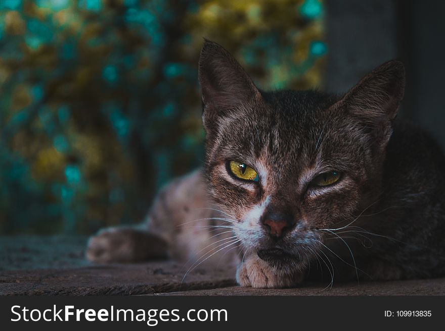 Selective Focus Photography of Squinted-eyed Cat