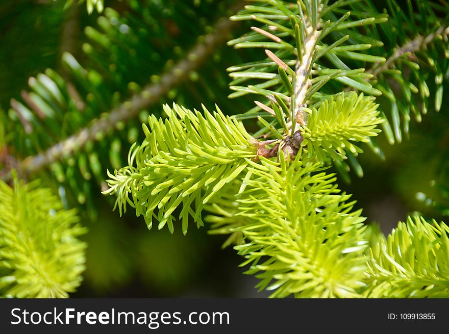Shallow Focus Photography of Spruce