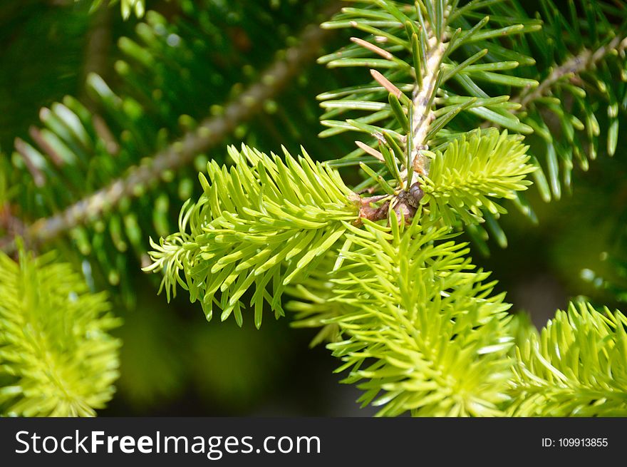 Shallow Focus Photography Of Spruce