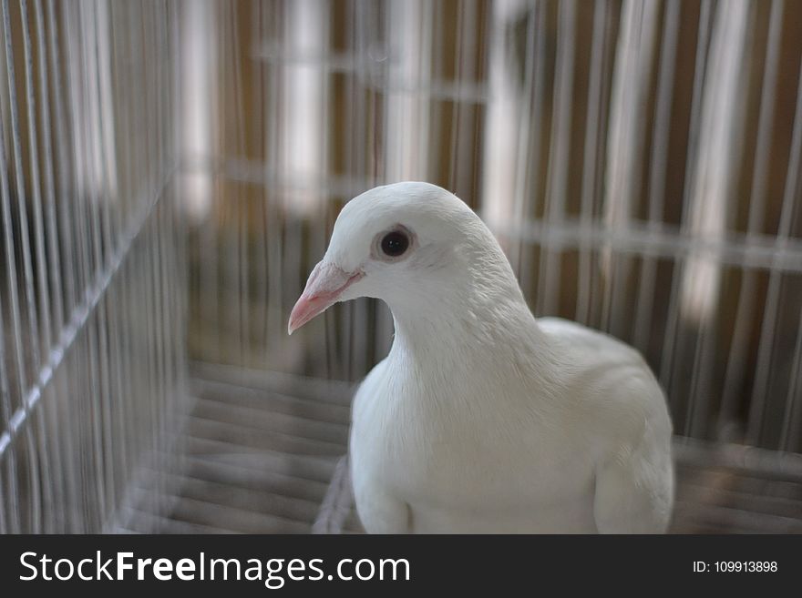 Portrait Of White Pigeon