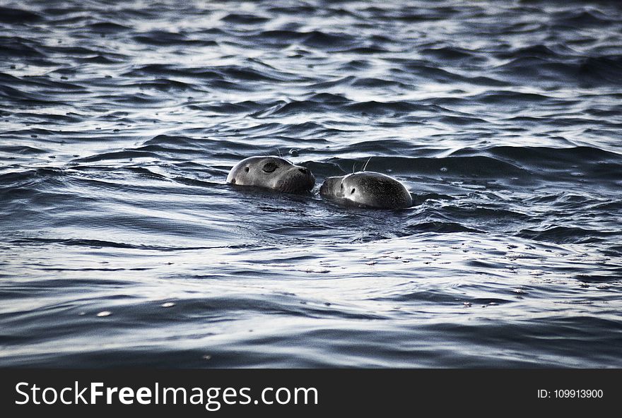 Two Sea Lions in Ocean at Daytime