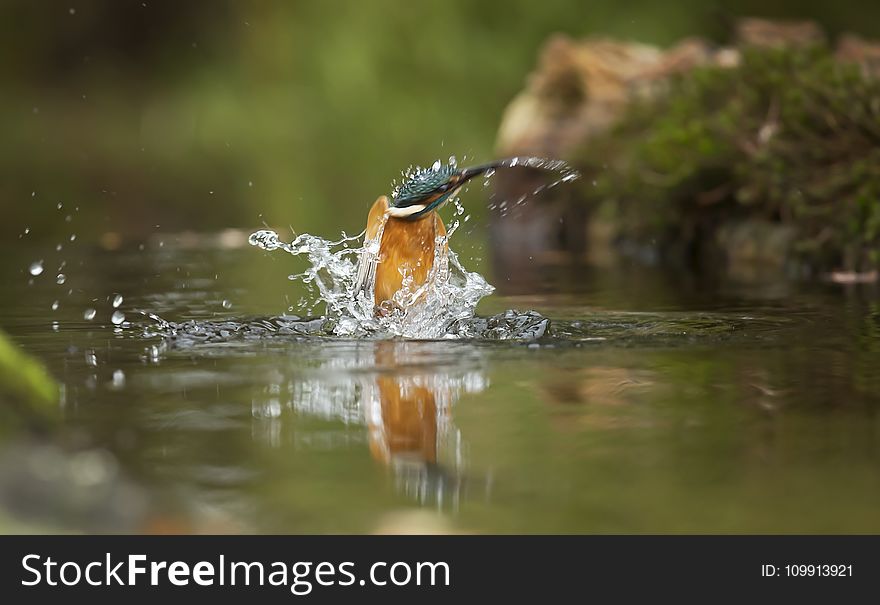 Brown And Blue Bird On Body Of Water Closeup Photography