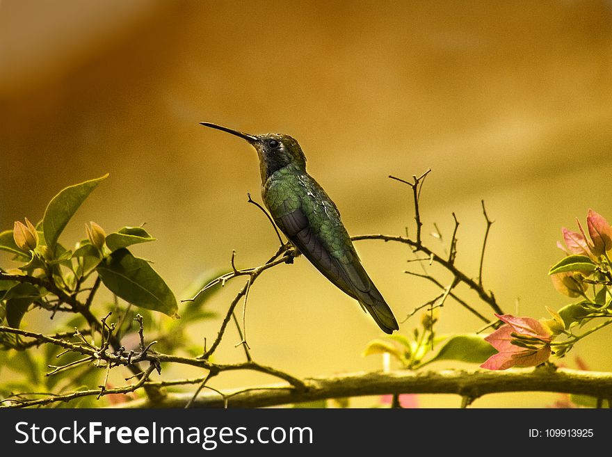 Shallow Focus Photography of Green Humming Bird