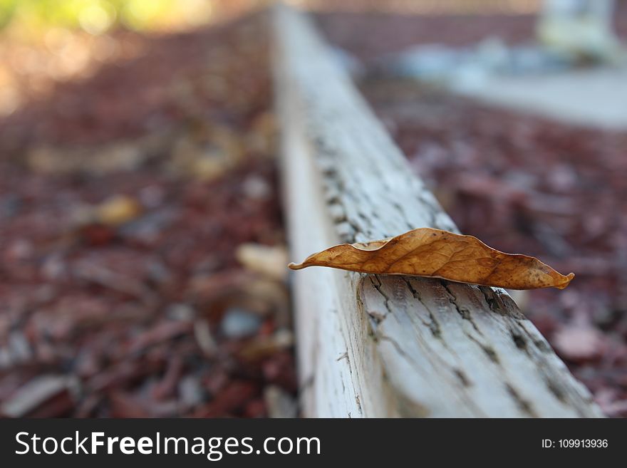 Selective Photo of Dried Leaf