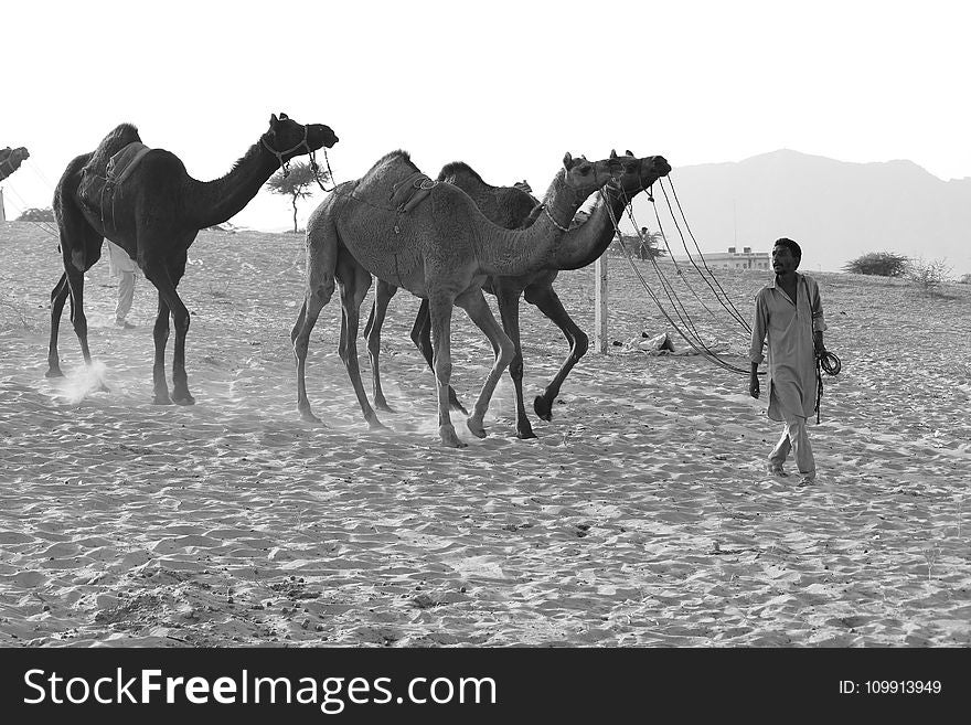 Grayscale Photography of Man Luring Camels