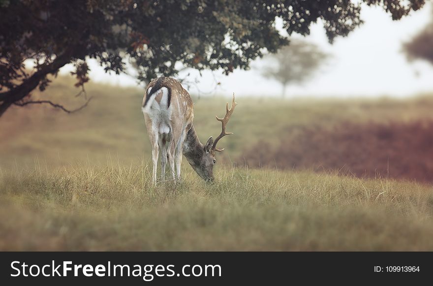 Close-up Photography Of Deer