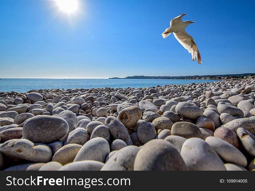 Seagull Soaring On Top Of Pebble Field At Beach