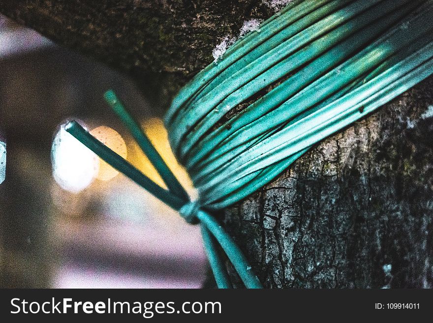Green Rope Tied on Tree